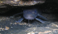 Conger eel