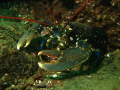 Lobster taken off Eyemouth, Scotland with canon a570is and epoque ds 150 strobe.