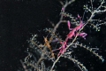 I found two different color sekeleton shrimp at night dive. dive site is drop off, tulamben, bali.