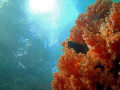 A shot from the passage at Raja Ampat