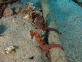 two seahorses  Crash Boat PR
