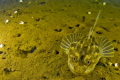 A finnish bullhead.