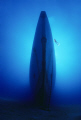 Roaring Silence
Diver explores wreck of a sunken fregate.