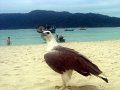 Found this guy just taking a walk on the beach, apparently he loves doing that! Taken with a Sony P10 camera.