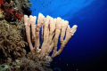 Siphon sponge at Big Gota dive site in Southern Red Sea