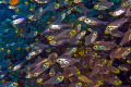 Glassfish soup