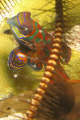 In the Kavieng harbour at the evening we saw a lot of mandarin fish!