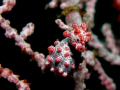 Subject : Pregnant Pygmy
Location : Lembeh - Sulawesi, Indonesia
Story behind the pic : It's my 1st time to see this cute creature. when we found it, i'm so happy ! i found 1 pygmy and it's pregnant ! this is one of my fave creature under water.
