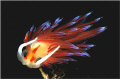 Nudi branch