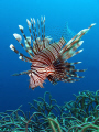 Lionfish, Red Sea, Jeddah.