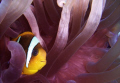 Pink Anemone