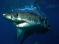 Great White Shark, Neptune Islands, Australia.
Taken with an olympus SP350 camera, and Olympus U/W housing.