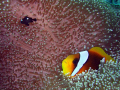 Clown fish and 3-spot Damsel fish neighbours in Red Sea, Jeddah
