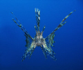 Hunting at 30m.
Taken at the bow of a wreck near Hurghada, Egypt.