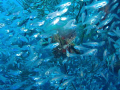 glass fish m 1030 sw