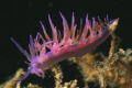 flabellina nudibranch