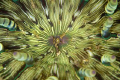 Anenome and shrimps,