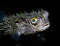 This striped burrfish was headed straight for me at Blue Heron Bridge.  As he got within photo shot of me he turned.