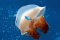 Mosaic Jellyfish with driftfish in the coral sea. Nikon D300 in Sea & Sea housing.