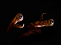 PEEK A BOO... 
I've darkened the background and cropped.
Canon G9, INON Z240 strobe. 
