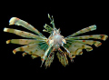 Pterois miles
