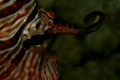 Lion fish eye