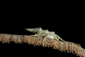 I photograph a xeno crab lembeh'te indonesia                       

