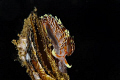 NUdi and clam1