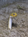 I never knew exactly what a garden eel looked like until these guys let me get within a foot to take a shot.  Photo taken at Bluen Heron Bridge, Riviera Beach, Florida.