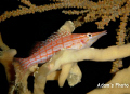 Hawk fish resting