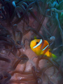 Clownfish, Jeddah