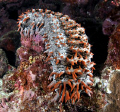 Prickly Sea Cucumber. This sand gobler offered an unusual photo opportinity when it climbed onto a reef section.
D90 tokina 10-17mm set at 17mm ISO 200 Exp -1/3 F20 1/125th