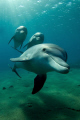 Dolphins flight
