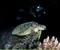 Sleepy Green Turtle D90 10mm F16 1/160
