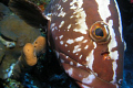 LOretta the friendly Grouper