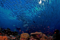 underwater paradıse