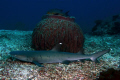 sipadan