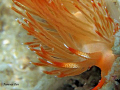 fire, fire !!!!! (canon G10 + 1pcs micro lens)