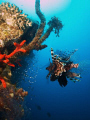 lionfish at the el mina wreck