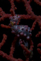As its name implies, the Pygmy Seahorse is a tiny fish.