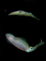 After a night dive, we came across this squid at the surface... I recorded some videos of this colorful creature and this photo.. Squid and its reflection at the surface =)
