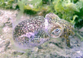 My first Sepiola Atlantica. And it was trying to hide for me.