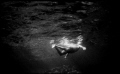 it's more about the stillness, the peace, than about the guy swimming.. shot with Nikonos V on velvia 400, pushed one stop and converted to Black and White.