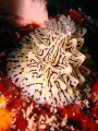 I've never seen this nudi before. It was on a wall of a cave