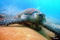 Huge Turtle at Koh Kroc an island just off Pattaya