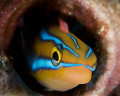 Smiling Blenny
Nikon D80, 105mm Macro with +4 Diopter
Sea&Sea Housing
