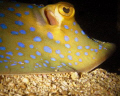 Photo of Blue Spotted Stingray lying under the wreck of the Hardeep, Samaesan, Thailand.