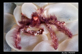 Orangutan Crab... Captured in Kapalai.  Nikon D200 60 mm Macro lens in Sea&Sea Housing. Twin YS-110 Strobes with TTl Converter.