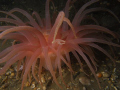 Brooding anemone.  DX-1G  YS-110A strobe.  F9-125 iso 100