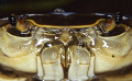 close up of freshwater crab at 10 metres , d2 x in subal housing,105mm micro lens and twin strobe.